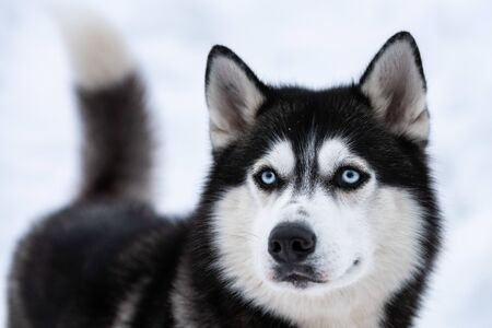 Husky dog portrait, winter snowy background. Funny pet on walking before sled dog training.の写真素材
