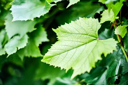 Grape leaves. Green vine leaves at sunny september day in vineyard. Soon autumn harvest of grapes for making wine, jam and juice.の写真素材
