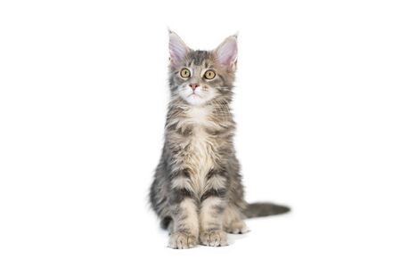 Maine Coon kitten, isolated. Cute, largest and beautiful cat breed. White backgroundの写真素材