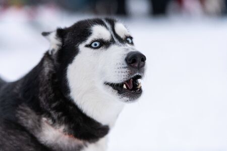 Funny Husky dog portrait, winter snowy background. Kind obedient pet on walking before sled dog training. Beautiful blue eyes.の写真素材