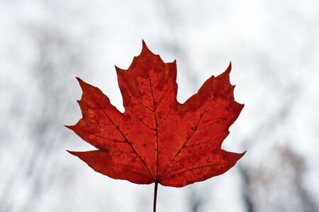 Red autumn leaf on blue sky background. Colorful fallen foliage, season change symbol. Design...