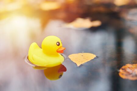 Duck toy in autumn puddle with leaves. Autumn symbol in city park. Fairweather or cloudy weather...