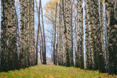 Autumn birch forest alley. Beautiful footpath with fallen leaves. Calm weather. No people. Season change time. Fresh healthy wet forest air.の素材 [FY310138379179]