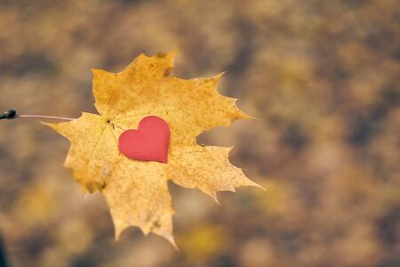Heart on maple leaf. Open pure heart symbol, copy space. Unrequited, one-sided love or loneliness...