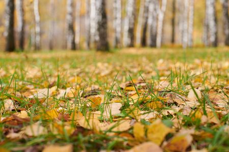 Autumn leaves in birch forest. Colorful fallen foliage. Design background pattern for seasonal use.の写真素材