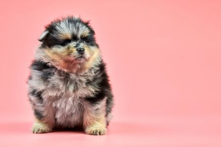 Pomeranian Spitz puppy, copy space. Cute fluffy tri-colored Spitz dog on pink background. Family-friendly tiny Dwarf-Spitz pom dog.の写真素材