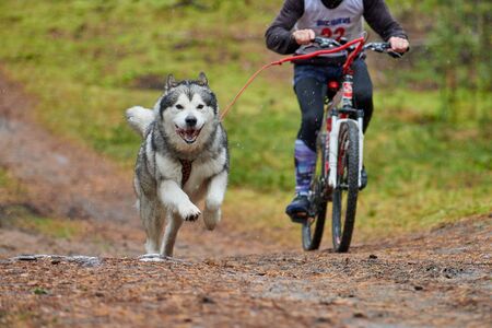Bikejoring dog mushing race. Husky sled dogs pull a bike with dog musher. Autumn competition.の写真素材