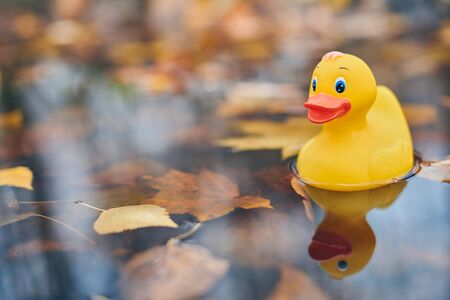 Duck toy in autumn puddle with leaves. Autumn symbol in city park. Fairweather or cloudy weather concept.の写真素材