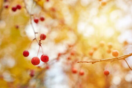 Viburnum berries on branches in garden tree. Autumn berries in sunlight.