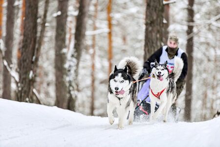Sled dog racing. Husky sled dogs pull a sled with dog musher. Winter competition.