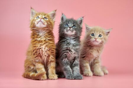 Three Maine coon kittens - cream, red and gray coat color. Cute shorthair purebred cats on pink background. Ginger, beige and gray hair attractive kitties from new litter.の写真素材
