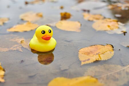 Duck toy in autumn puddle with leaves. Autumn symbol in city park. Fairweather or cloudy weather...
