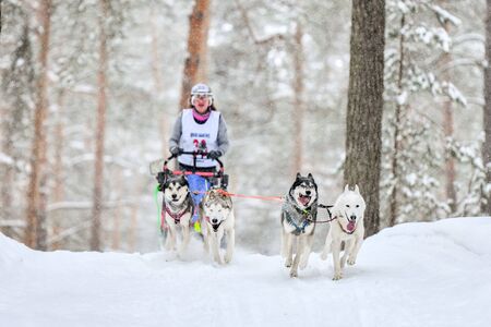 Siberian husky sled dog racing. Mushing winter competition. Husky sled dogs in harness pull a sled with dog driver.の写真素材