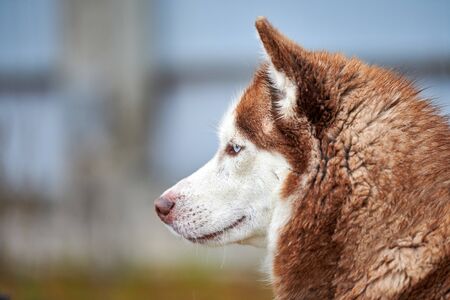 Husky dog outdoor portrait. Funny pet on walking before sled dog racing.の写真素材