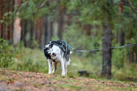 Husky dog wet shaking. Funny pet shaking after rain weather. Sled dog racing.の写真素材