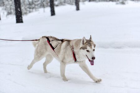 Siberian husky sled dogs team in harness run and pull dog driver. Winter sport championship competition.の写真素材
