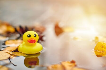 Autumn duck toy in puddle with leaves. Autumn symbol of change of seasons. Duck tales in city park. Fairweather conceptの写真素材