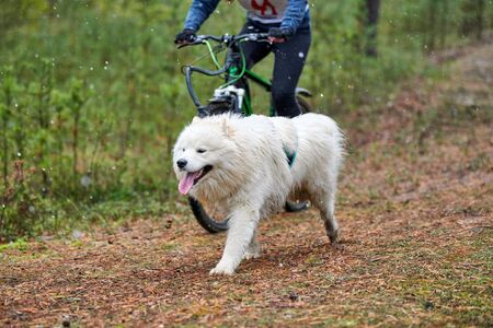 Bikejoring dog mushing race. Husky sled dogs pull a bike with dog musher. Autumn competition.の写真素材