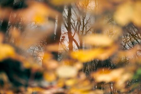 Autumn reflection in forest puddle. Reflection of trees in a dirty puddle with autumn leaves. Background for design.の写真素材