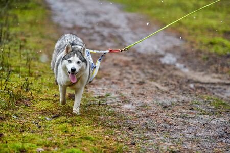 Crosscountry dryland sled dog mushing race. Husky sled dog pull a bicycle with dog musher. Autumn competition.の写真素材