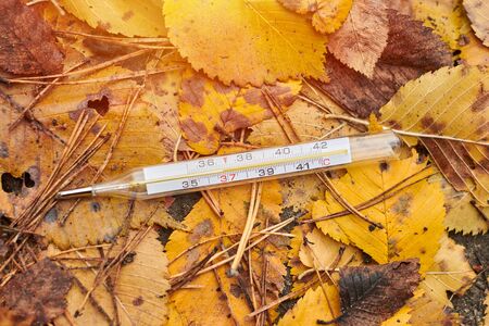 Autumn flu illness concept. Thermometer on autumn leaves background. High risk of flu.の写真素材