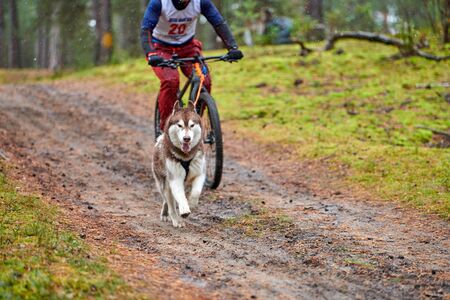 Bikejoring dog mushing race. Husky sled dogs pull a bike with dog musher. Autumn competition.の写真素材