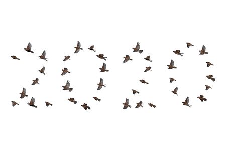 Sparrow flock flying in sky, isolated, 2020 year shape. New year concept. Group of small birds.