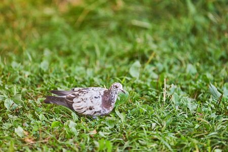 Dove on grass. Little pigeon looking for feeding. Multicolored feather color - white, black and...