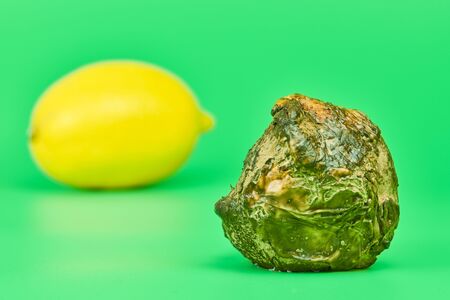 Rotten lemon and fresh lemon compare, green background. Mold putrefied fruit. Unsuitable inedible...