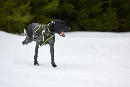 Running Pointer dog on sled dog racing. Winter dog sport sled team competition. English pointer dog...