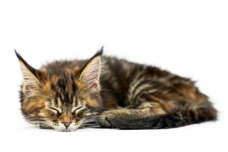 Tortoiseshell sleeping Maine coon kitten, isolated. Cute maine-coon cat on white background. Little funny purebred cat with tortoiseshell color. Studio shoot, cut out for design or advertising.の写真素材