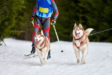 Skijoring dog racing. Winter dog sport competition. Siberian husky dog pulls skier. Active skiing on...
