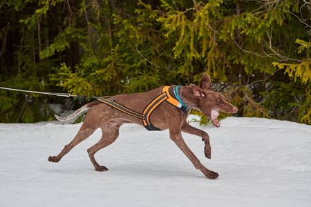 Running Husky dog on sled dog racing. Winter dog sport sled team competition. Siberian husky dog in...