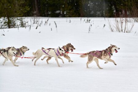 Running Husky dog on sled dog racing. Winter dog sport sled team competition. Siberian husky dog in...