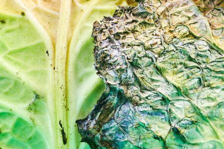 Rotten cabbage, macro, close up. Head of moldy cabbage. Unsuitable inedible food for cooking.の写真素材