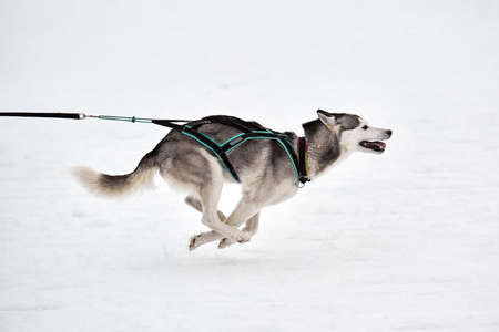 Running Husky dog on sled dog racing. Winter dog sport sled team competition. Siberian husky dog in...