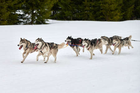 Running Husky dog on sled dog racing. Winter dog sport sled team competition. Siberian husky dog in harness pull skier or sled with musher. Active running on snowy cross country track roadの写真素材