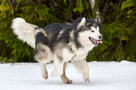 Running Malamute dog on sled dog racing. Winter dog sport sled team competition. Alaskan Malamute dog in harness pull skier or sled with musher. Active running on snowy cross country track roadの写真素材