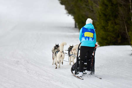 Husky sled dog racing. Winter dog sport sled team competition. Siberian husky dogs pull sled with musher. Active running on snowy cross country track roadの写真素材