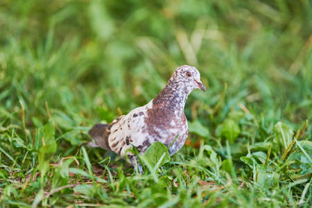 Dove on grass. Little pigeon looking for feeding. Multicolored feather color - white, black and brownの写真素材