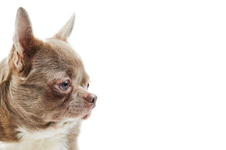 Adult Chihuahua dog, isolated. Little cute doggy on white background. Dog shelter puppy. Small short haired chihuahua dog breed, studio shoot.の写真素材