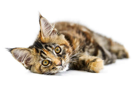Tortoiseshell Maine coon kitten, isolated. Cute maine-coon cat on white background. Little funny purebred cat with tortoiseshell color. Studio shoot, cut out for design or advertising.の写真素材