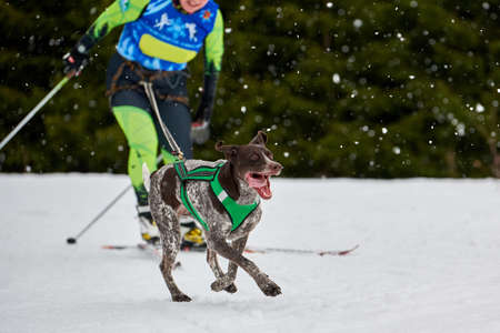 Skijoring dog racing. Winter dog sport competition. Pointer dog pulls skier. Active skiing on snowy cross country track roadの写真素材