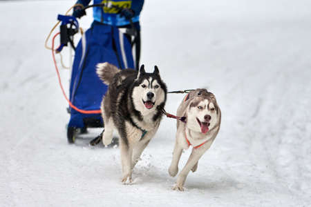Husky sled dog racing. Winter dog sport sled team competition. Siberian husky dogs pull sled with...