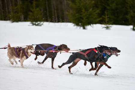Running Doberman dog on sled dog racing. Winter dog sport sled team competition. Dobermann Pincher dog in harness pull skier or sled with musher. Active running on snowy cross country track roadの写真素材