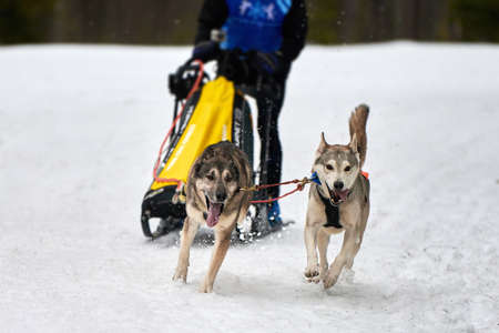 Husky sled dog racing. Winter dog sport sled team competition. Siberian husky dogs pull sled with...