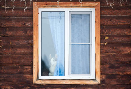 Husky dog in house window. Funny pet alone home. Siberian husky dog looking out window and waiting...
