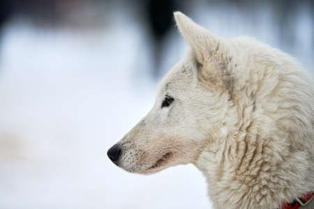 Husky sled dog face, winter background. Siberian husky dog breed outdoor muzzle portrait. Beautiful...