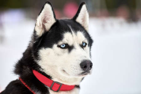 Husky sled dog face, winter background. Siberian husky dog breed outdoor muzzle portrait. Beautiful funny pet on walk before race competition.の写真素材