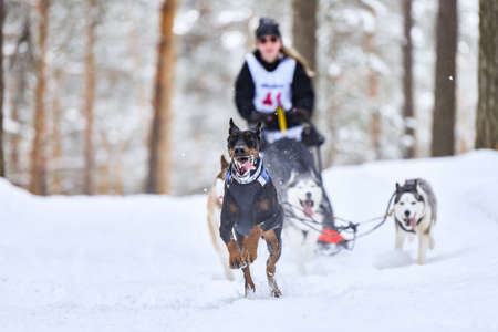 Sled dog racing. Husky sled dogs pull a sled with dog musher. Winter competition.